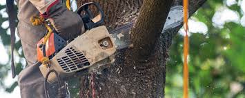 How Our Tree Care Process Works  in  Bigfork, MT